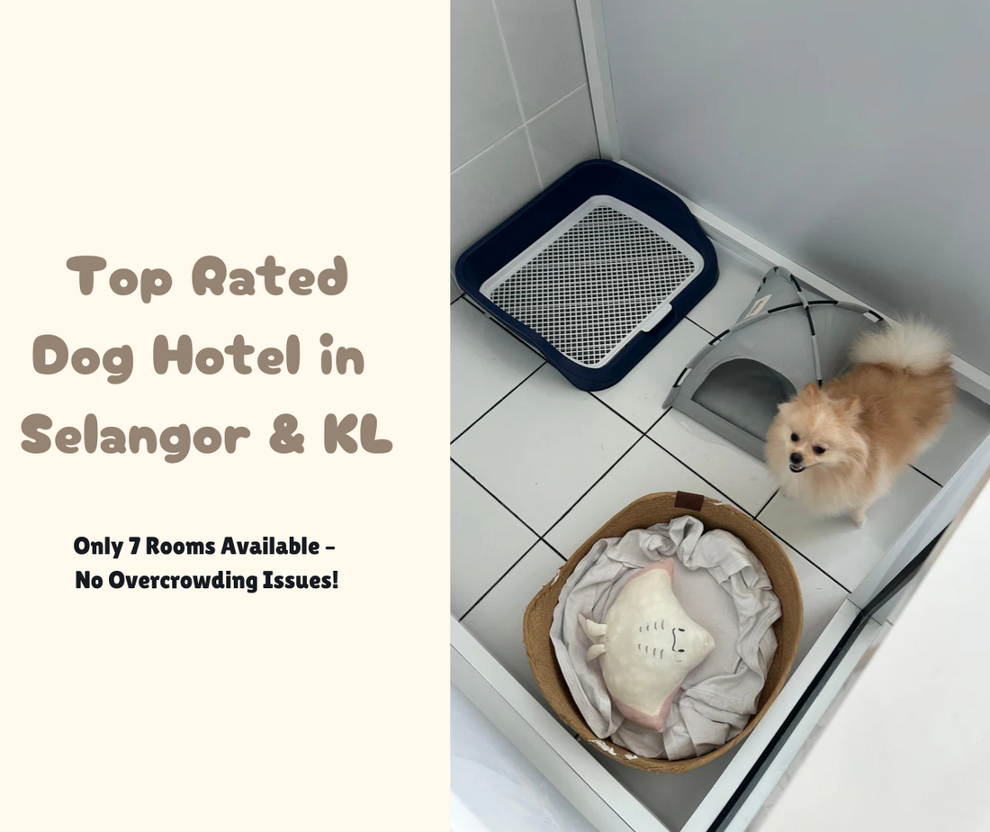 Best Dog Hotel in Kota Damansara