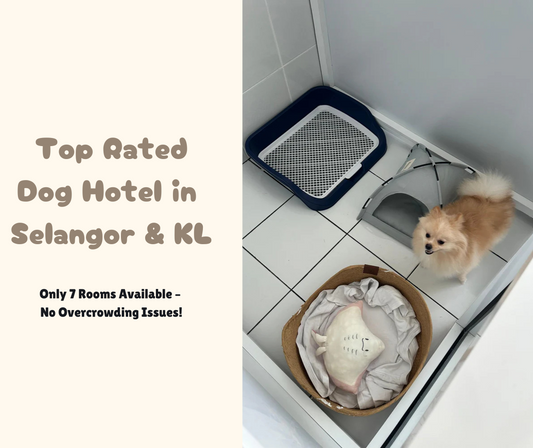 Best Dog Hotel in Kota Damansara