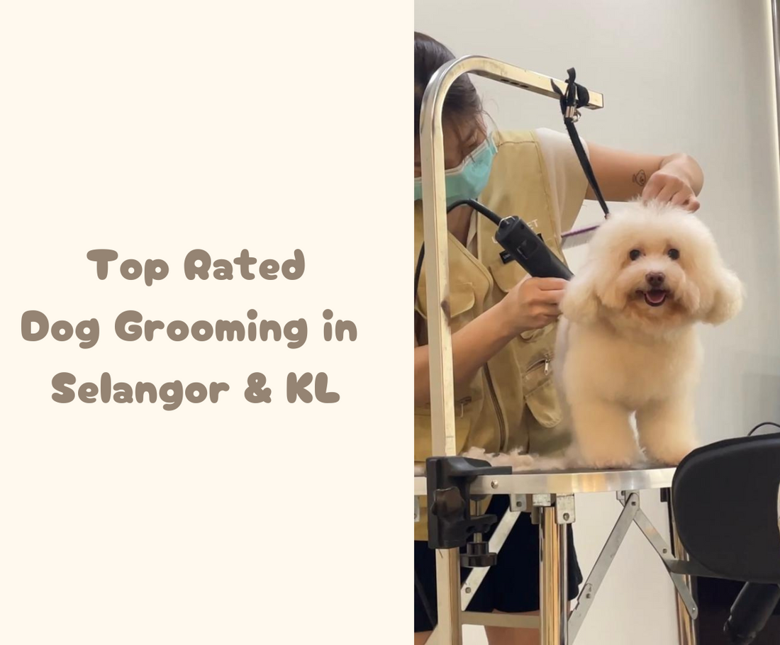 Top Rated Dog Grooming in Kota Damansara