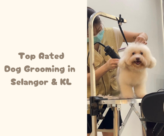 Top Rated Dog Grooming in Kota Damansara